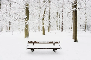 Seats Prints: Bench in snow covered deciduous woodland habitat, Brentwood, Essex, England, february