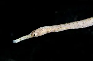 Syngnathidae Prints: Bend Stick Pipefish (Trachyrhampus bicoarctatus) adult