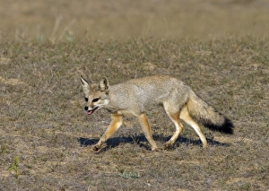 Running Prints: Bengal Fox (Vulpes bengalensis) adult, running on grassy steppe, Northern India, january