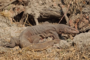Monitor Prints: Bengal Monitor (Varanus bengalensis) adult, foraging on ground, India, november