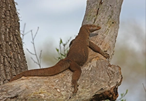 Bengal Monitor (Varanus bengalensis) adult, basking in tree, Bundala N. P. Sri Lanka, december