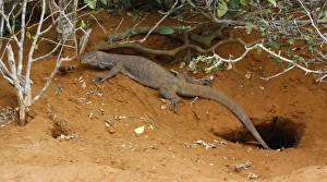 South Asia Prints: Bengal Monitor (Varanus bengalensis) immature
