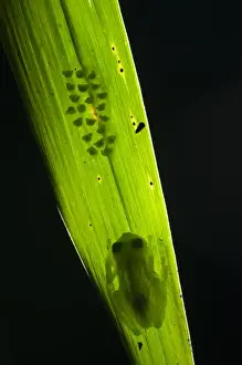 Father Prints: Berger's Glass Frog (Hyalinobatrachium bergeri) adult male