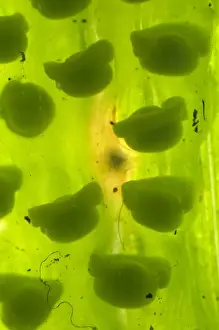 Berger's Glass Frog (Hyalinobatrachium bergeri) developed eggs, deposited on underside of leaf overhanging mountain stream, Departemento Cuzco, Andes, Peru