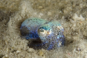 Komodo Prints: Berrys Bobtail Squid (Euprymna berryi) adult, burying in sand, Padar Island, Komodo N. P