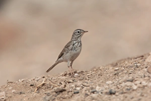 Desert Prints: Berthelots Pipit (Anthus berthelottii) adult