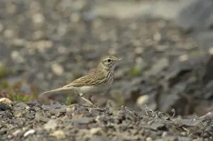 Pipits Prints: Berthelot's Pipit (Anthus berthelottii berthelottii) adult