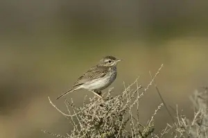 Berthelot's Pipit (Anthus berthelottii berthelottii) adult, perched on bush, Fuerteventura, Canary Islands, march