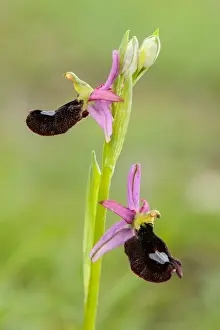 Liguria Prints: Bertolonis Orchid (Ophrys bertolonii bertolonii) flowering