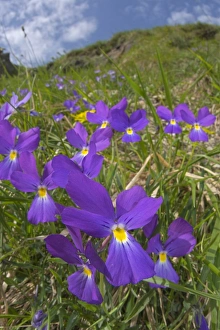 Violets Prints: Bertolonis Pansy (Viola bertolonii) flowering