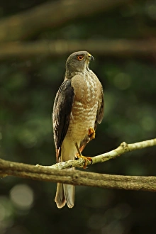 Besra (Accipiter virgatus nisoides) adult, perched on branch, near Kaeng Krachan, Thailand, May