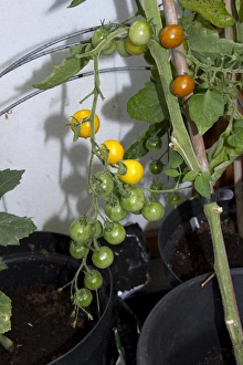 Green House Prints: One of the best yellow tomatoes to be bred for flavour