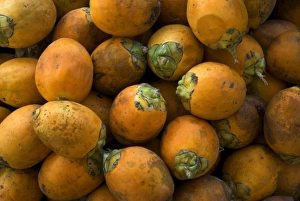 Piles Prints: Betel Nut Palm (Areca catechu) harvested nuts, Trivandrum, Kerala, India
