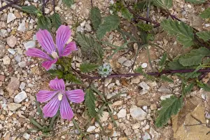 Southeastern Europe Prints: Betony-leaved Malope (Malope malacoides) flowering, Chios, Greece, April