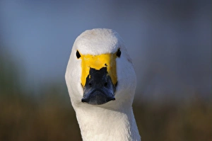 Bill Prints: Bewick's Swan (Cygnus bewickii) adult