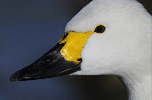 Bewick's Swan (Cygnus bewickii) adult, close-up of head, Slimbridge, Gloucestershire, England, december