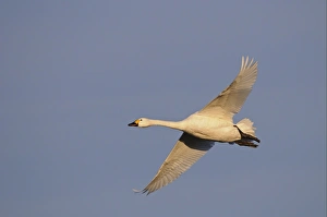 Bewick's Swan (Cygnus bewickii) adult, in flight, Slimbridge, Gloucestershire, England, december