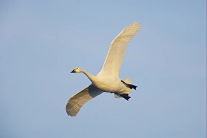 Bewick's Swan (Cygnus bewickii) adult, in flight, Slimbridge W. W. T. Gloucestershire, England, winter