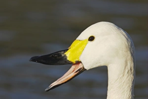 Bill Prints: Bewick's Swan (Cygnus bewickii) adult