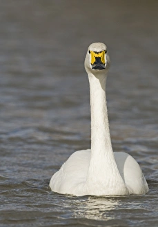 Water Fowl Prints: Bewick's Swan (Cygnus bewickii) adult
