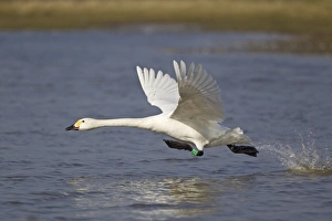 Ring Prints: Bewick's Swan (Cygnus bewickii) adult