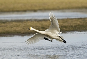 Bewick's Swan (Cygnus bewickii) adult, in flight, landing on water, Slimbridge, Gloucestershire, England, february