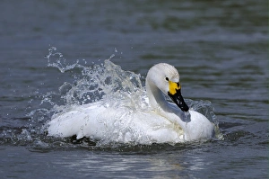 Gloucestershire Prints: Bewick's Swan (Cygnus bewickii) adult, bathing, Slimbridge, Gloucestershire, England