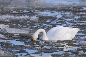 Bewick's Swan (Cygnus bewickii) adult, swimming, feeding amongst broken ice, Slimbridge, Gloucestershire, England, december