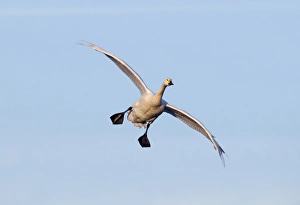 Bewick's Swan (Cygnus bewickii) adult, in flight, coming in to land, Slimbridge, Gloucestershire, England, winter