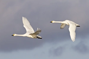 Winters Prints: Bewick's Swan (Cygnus bewickii) adult pair