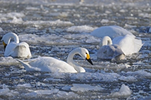 Slimbridge Prints: Bewick's Swan (Cygnus bewickii) adults