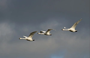 Bewick's Swan (Cygnus bewickii) three adults, in flight against stormy sky, Slimbridge, Gloucestershire, England, february