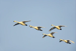 Gloucestershire Prints: Bewick's Swan (Cygnus bewickii) five adults
