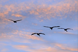 Water Fowl Prints: Bewick's Swan (Cygnus bewickii) four