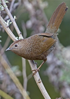 Bhutan Laughingthrush (Garrulax imbricatus) adult, perched on twig, Arunachal Pradesh, India, February