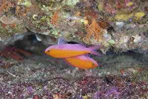 Upside Down Prints: Bicolour Anthias (Pseudanthias bicolor) two adults