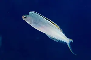 Bicolour Fangblenny (Plagiotremus laudandus) adult, swimming, Muara Channel, Sermata Islands, Lesser Sunda Islands