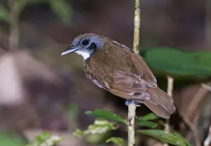 Swarms Prints: Bicoloured Antbird (Gymnopithys leucaspis bicolor) adult