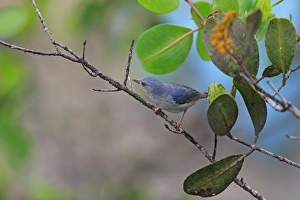 Tanagers Prints: Bicoloured Conebill (Conirostrum bicolor) adult