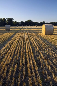 Sun Light Prints: Big round straw bales in stubble field