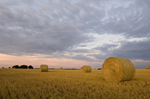 Stubble Prints: Big round straw bales in stubble field at sunset, North Norfolk, England, summer