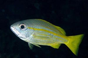 West Papua Prints: Bigeye Snapper (Lutjanus lutjanus) adult
