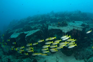Ruined Prints: Bigeye Snapper (Lutjanus lutjanus) shoal