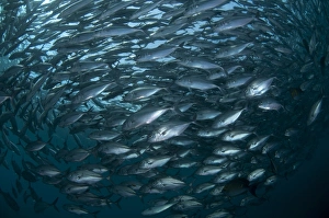 Schools Prints: Bigeye Trevally (Caranx sexfasciatus) school