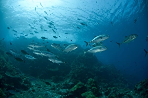 Bigeye Trevally (Caranx sexfasciatus) shoal, swimming in reef habitat, Gili Lawa Laut, near Komodo Island, Komodo N. P