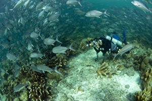 Photography Prints: Bigeye Trevally (Caranx sexfasciatus) shoal
