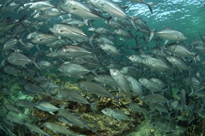 Bigeye Trevally (Caranx sexfasciatus) shoal, swimming over reef, Sipadan Island, Sabah, Borneo, Malaysia