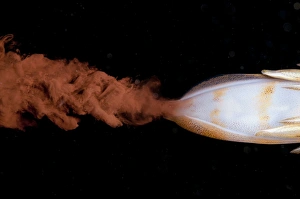 Bigfin Reef Squid (Sepioteuthis lessoniana) adult, ejecting ink at night, Lembeh Straits, Sulawesi, Sunda Islands