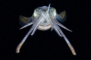 Indopacific Prints: Bigfin Reef Squid (Sepioteuthis lessoniana) adult