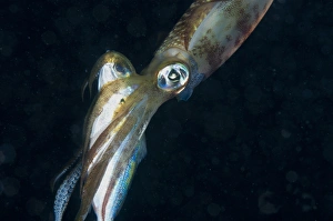 Killing Prints: Bigfin Reef Squid (Sepioteuthis lessoniana) adult